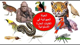 أهمية حماية حيوانات الغابات المطرية لحماية التنوع البيولوجي