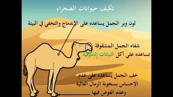 تأقلم الحيوانات مع البيئات الحضرية: ظاهرة عالمية جديدة