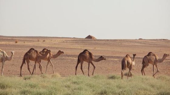حيوانات البيئة: الأدوار الحيوية في نظمنا الإيكولوجية