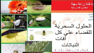 طرق فعالة لصد الآفات عن مطبخك وحمايته