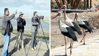 دليل المبتدئين لمشاهدة الطيور: خطوات بسيطة للبدء