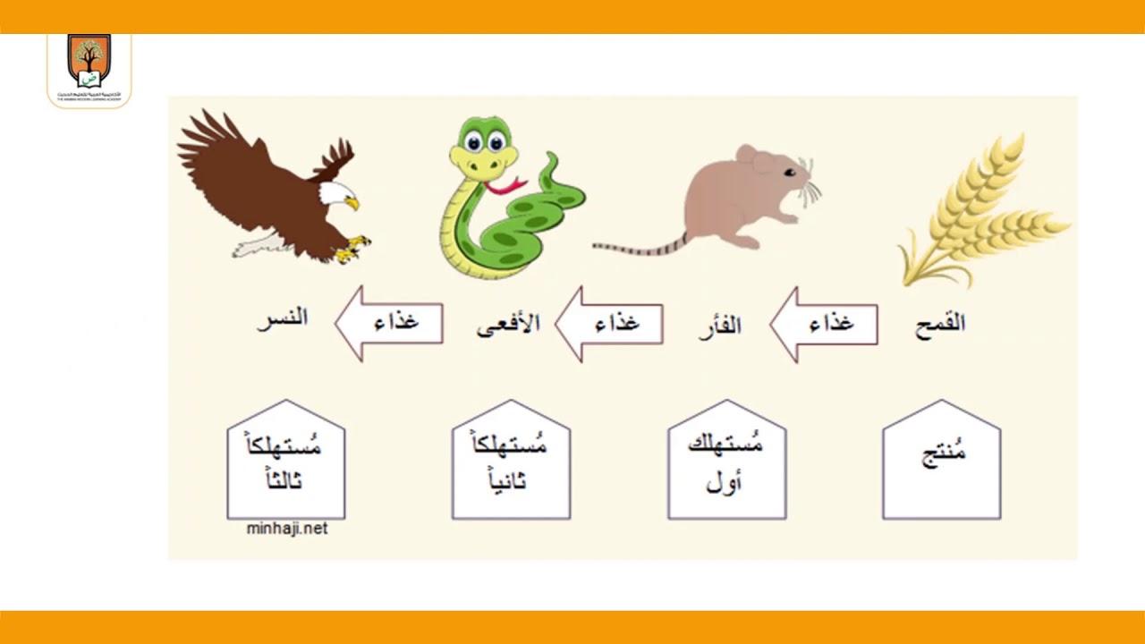 أهمية السلاسل الغذائية في تحقيق التوازن الطبيعي وتوزيع الموارد