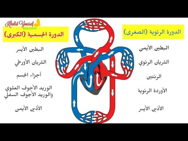 أهمية الدورة الدموية لصحة البشرة وجمالها