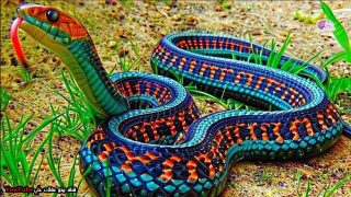 تفسير أحلام الثعابين في folklore العربي: رموز ودروس خفية