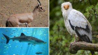 الحيوانات المهددة بالانقراض حول العالم: واقع يحتاج إلى اهتمام