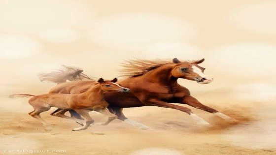 نصائح تدريبية فعّالة لتحسين أداء الخيول