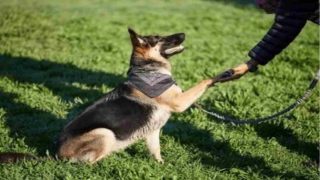 نصائح تدريب فعالة لرفيقك الكلب: دليل شامل للمبتدئين