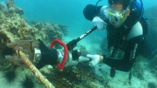 سبل حماية الحيوانات البحرية من التلوث البيئي: تقرير شامل