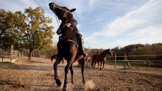 نصائح تدريب فعالة للخيول لتحسين الأداء والتواصل