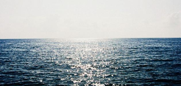 أنواع البحر المهددة بالانقراض وأسباب تعرضها للخطر