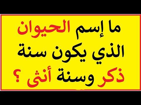 ألغاز تحير العقل وتجعل الفكاهة تتدفق