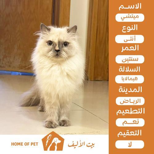 أهمية تبني الحيوانات الأليفة في المجتمع
